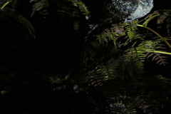 Hydropsalis maculicaudus
