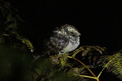 Hydropsalis maculicaudus