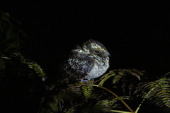 Hydropsalis maculicaudus
