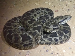 Bothrops mattogrossensis