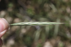 Bromus grandis