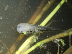 Dermatonotus muelleri