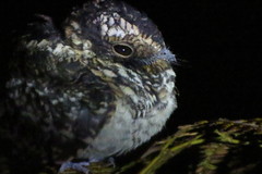 Hydropsalis maculicaudus