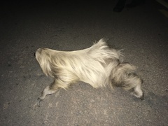 Choloepus didactylus