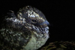 Hydropsalis maculicaudus