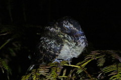 Hydropsalis maculicaudus