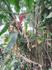 Heliconia bihai