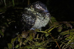Hydropsalis maculicaudus