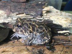 Odontophrynus lavillai