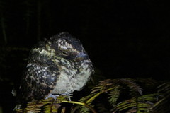 Hydropsalis maculicaudus