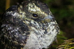Hydropsalis maculicaudus