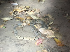 Bothrops moojeni