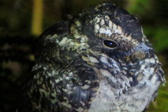 Hydropsalis maculicaudus