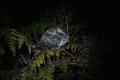 Hydropsalis maculicaudus