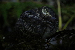 Hydropsalis maculicaudus