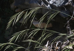 Bromus grandis