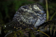 Hydropsalis maculicaudus