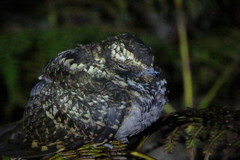 Hydropsalis maculicaudus