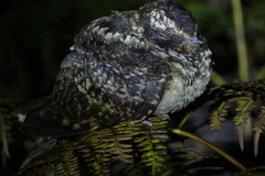 Hydropsalis maculicaudus