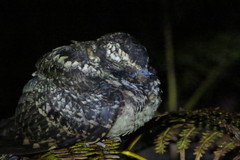 Hydropsalis maculicaudus