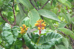 Colibri serrirostris