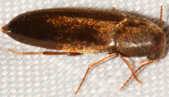 Melandryinae
