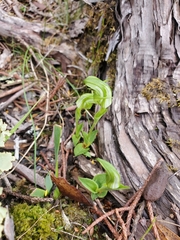 Pterostylis dubia