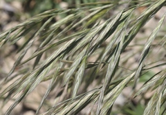 Bromus grandis