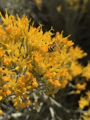 Cnemidandrena