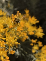 Cnemidandrena