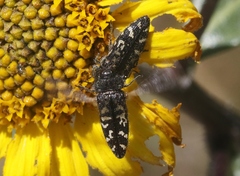 Acmaeodera connexa