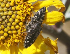 Acmaeodera connexa