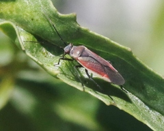Lopidea marginata