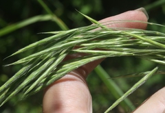 Bromus grandis