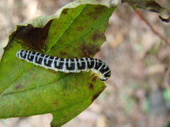 Macremphytus tarsatus