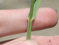 Bromus grandis