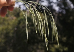 Bromus grandis