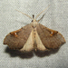 White-spotted Redectis Moth - Photo (c) kestrel360, some rights reserved (CC BY-NC-ND)