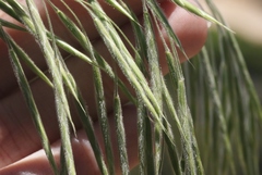 Bromus grandis