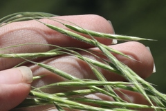Bromus grandis