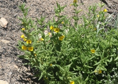 Diplacus clevelandii