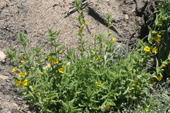 Diplacus clevelandii