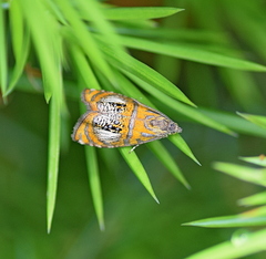 Olethreutes arcuella