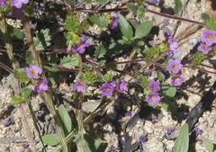 Phacelia keckii