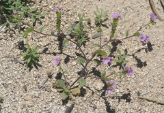 Phacelia keckii