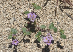 Phacelia keckii