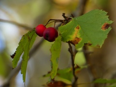Crataegus coccinea