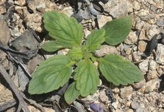 Phacelia keckii