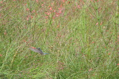 Colibri serrirostris