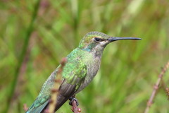 Colibri serrirostris